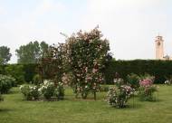 Villa Giustiniani – Fotogallery il Roseto – 26